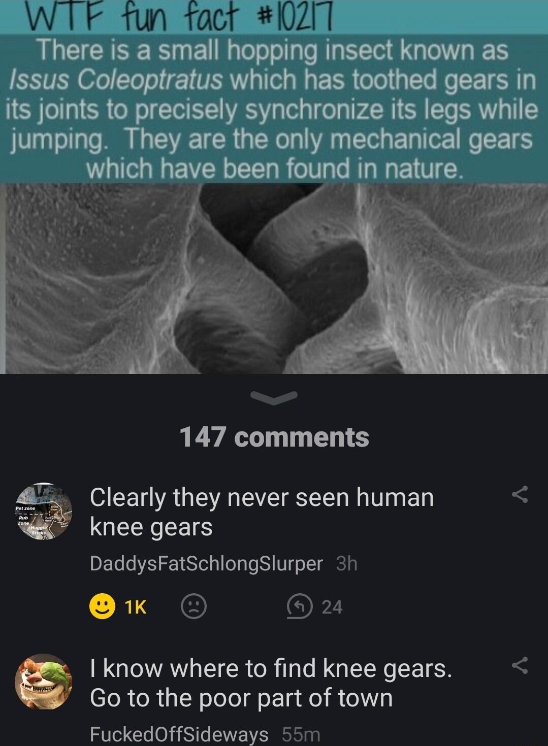 Coleoptratus whi gears in its joints to precisely synchronize its legs while jumping They are the only mechanical gears which have been found in 147 comments Clearly they never seen human QEEREETS DaddysFatSchlongSlurper 3h Ok O OFZ know where to find knee gears Go to the poor part of town FuckedOffSideways 55m