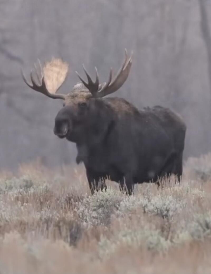 A large moose with antlers standing in brush.