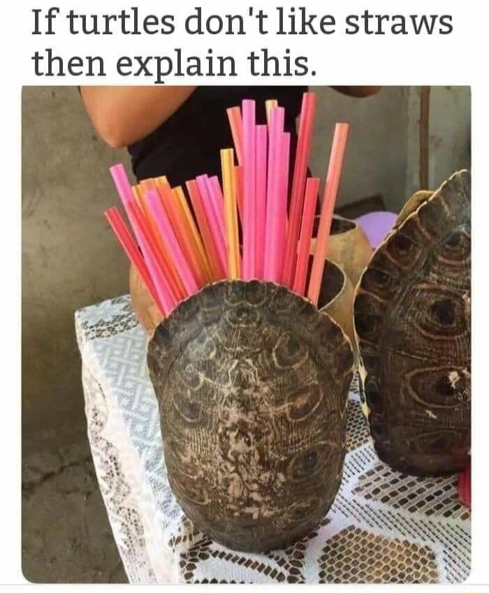 If turtles dont like straws then explain this