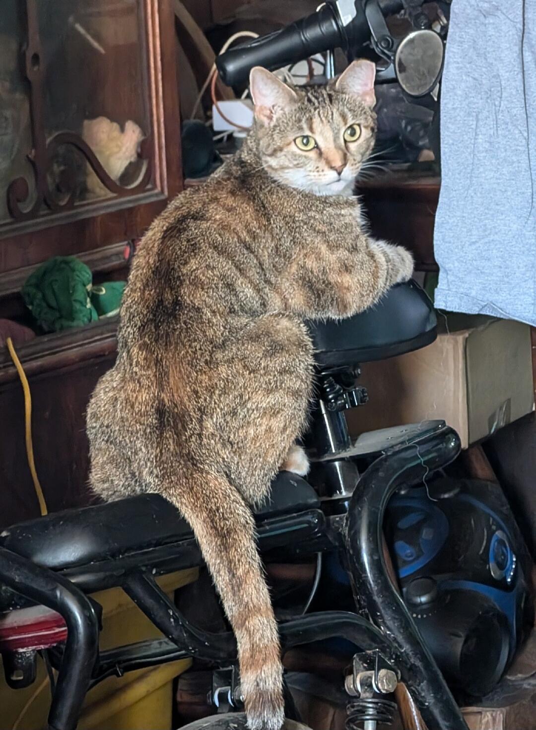 Cat perched on a stationary bike, looking at camera.