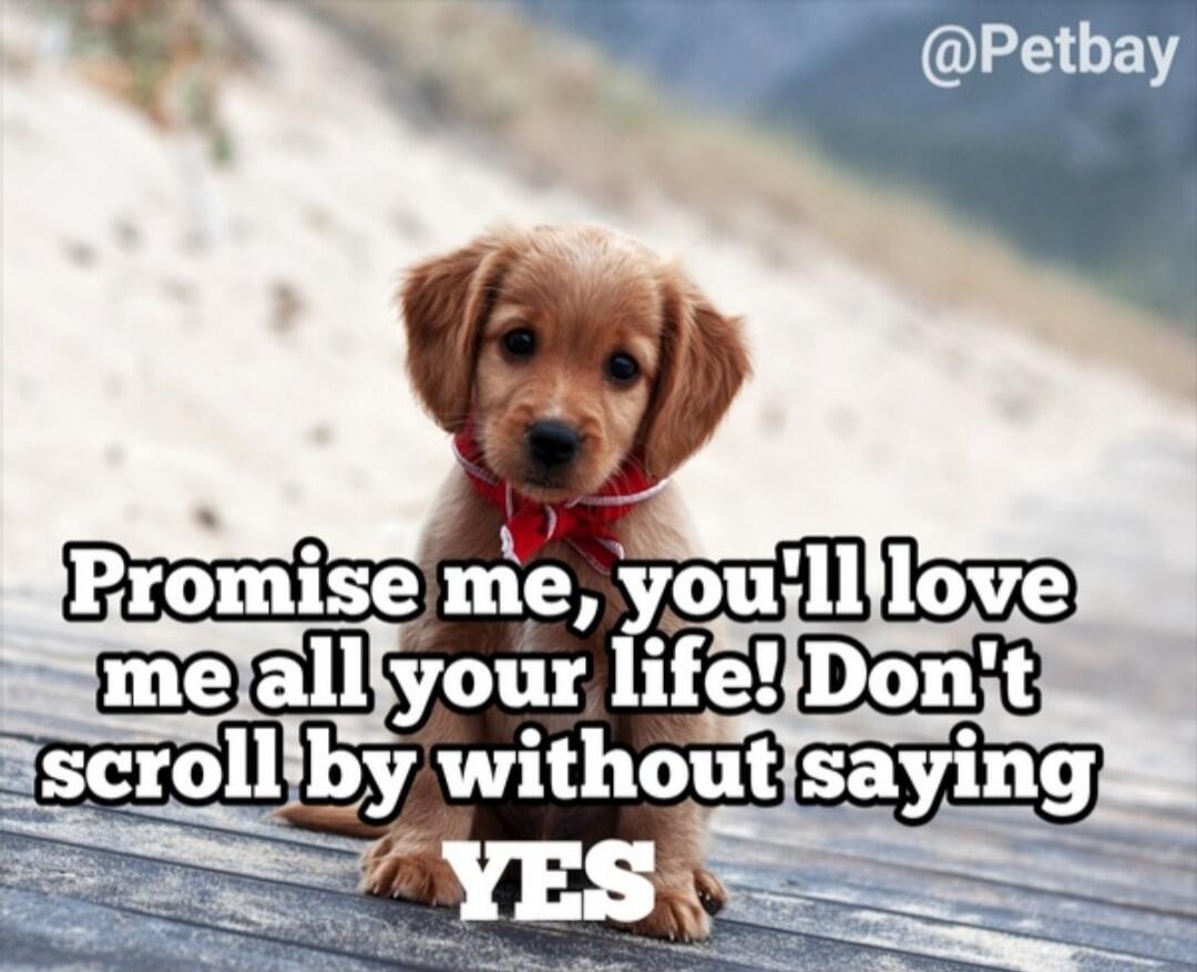Promise me, you'll love me all your life! Don't scroll by without saying YES @Petbay