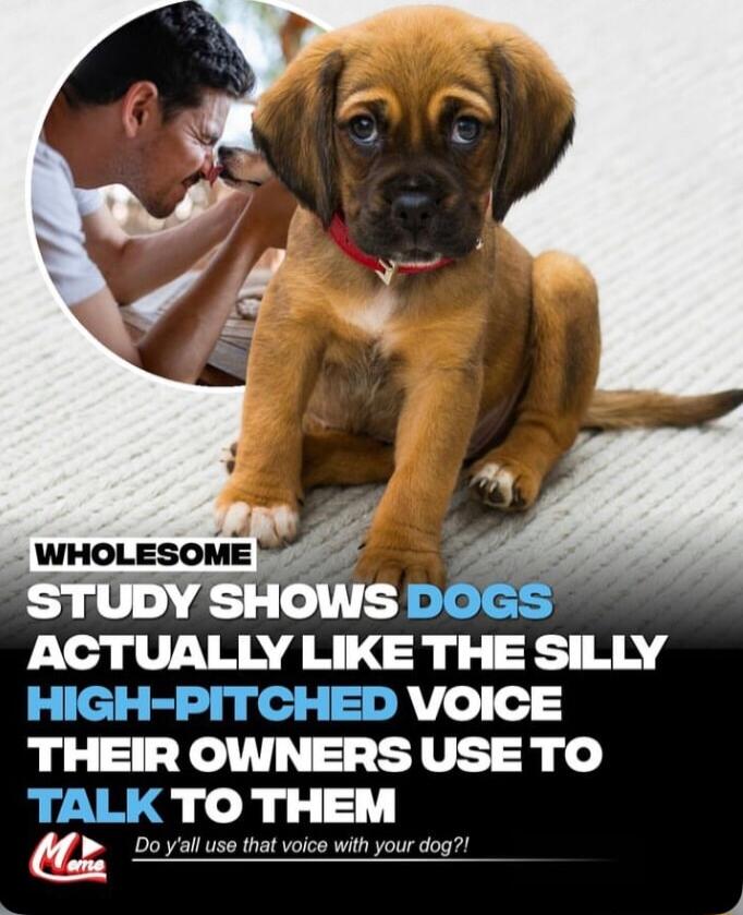 l VLIRA AN chy HL g HIGH PITCHED VOICE THEIR OWNERS USETO TALKTO THEM G B Doyl use that voice with your dog