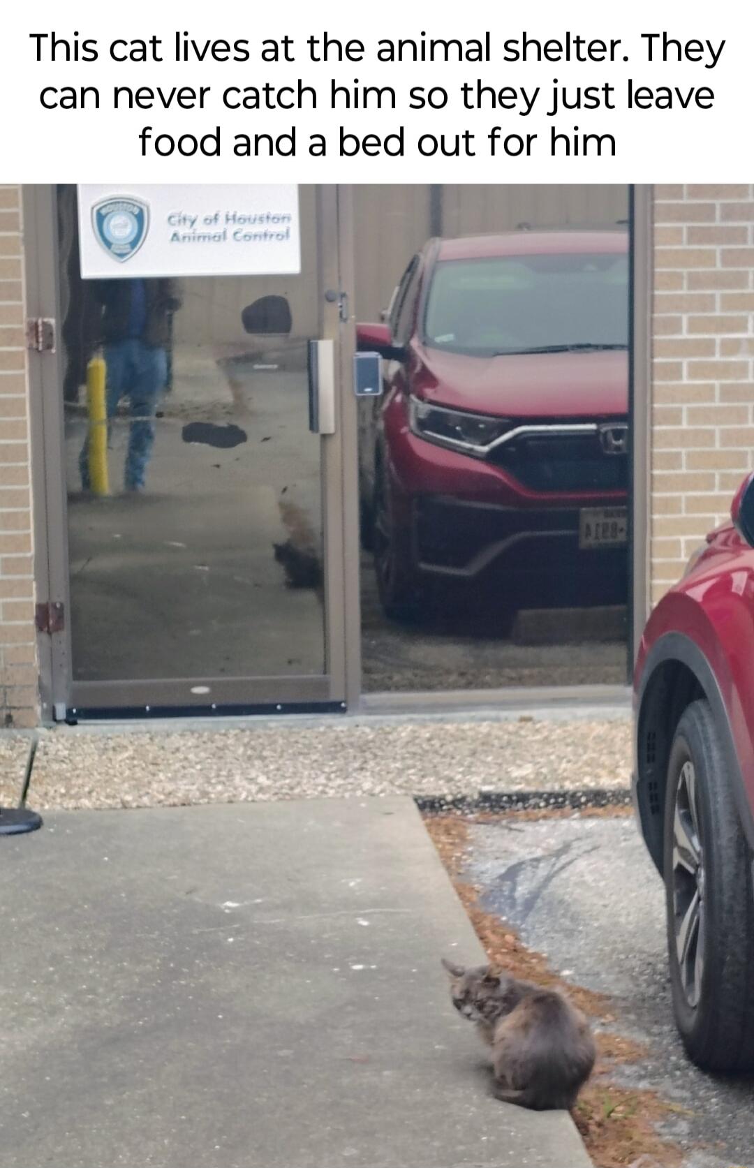 This cat lives at the animal shelter They can never catch him so they just leave food and a bed out for him