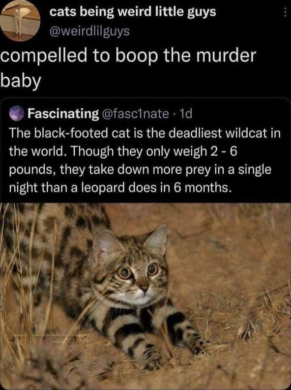 cats being weird little guys I compelled to boop the murder CE10Y Fascinating fascinate 1d The black footed cat is the deadliest wildcat in the world Though they only weigh 2 6 pounds they take down more prey in a single night than a leopard does in 6 months