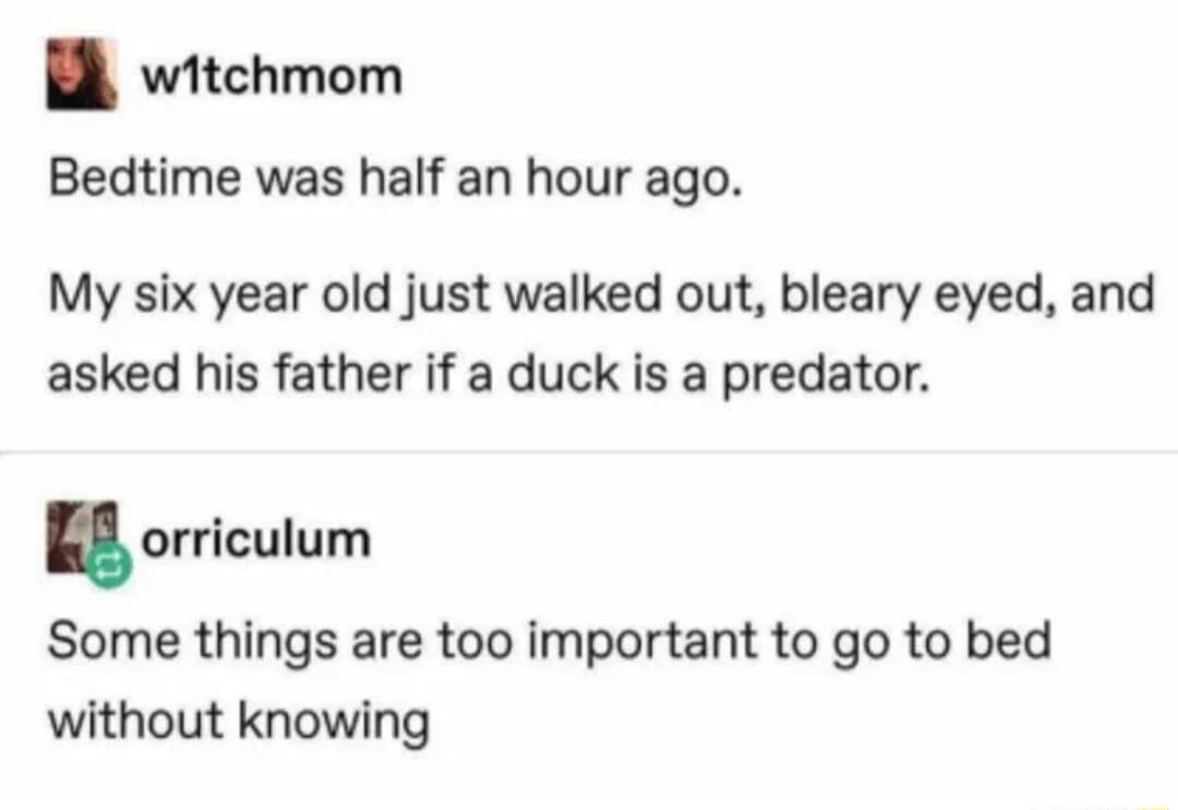 Bedtime was half an hour ago. My six year old just walked out, bleary eyed, and asked his father if a duck is a predator. Some things are too important to go to bed without knowing.