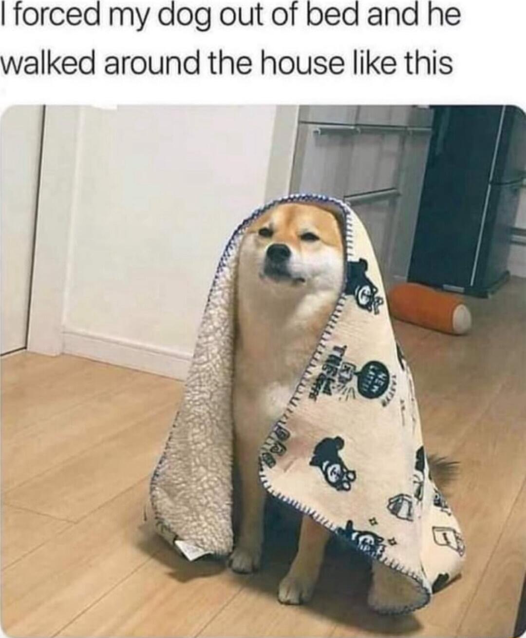 forced my dog out of bed and he walked around the house like this