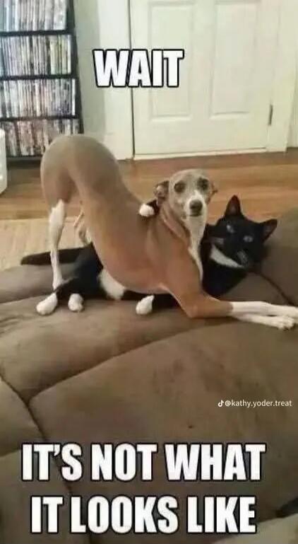 WAIT IT'S NOT WHAT IT LOOKS LIKE
