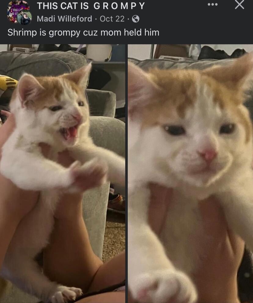 Vous THISCATIS GROMPY WA P o Madi Willeford Oct 22 Shrimp is grompy cuz mom held him