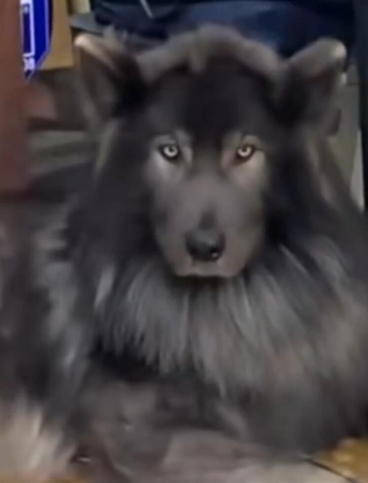 A fluffy gray and black dog with pale eyes, lying down indoors.