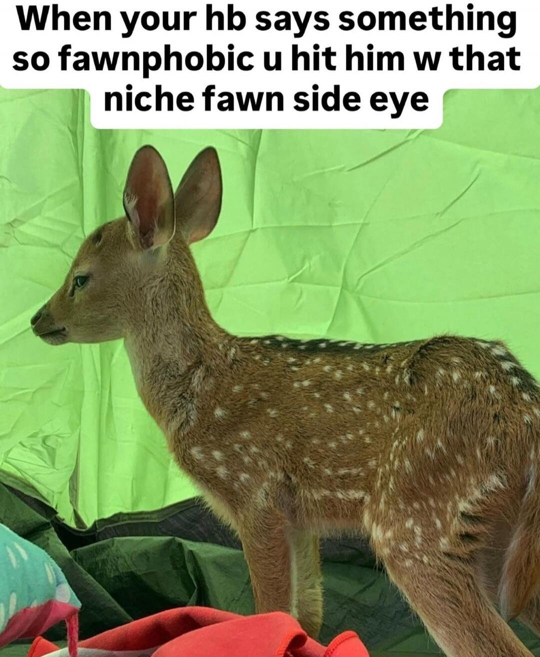 When your hb says something so fawnphobic u hit him w that niche fawn side eye