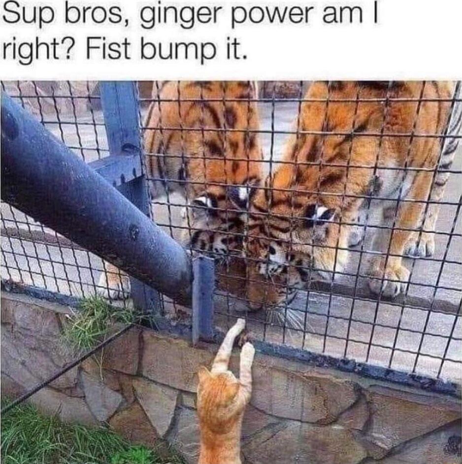up bros ginger power am right Fist bump it