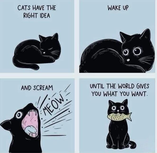 CATS HAVE THE WAKE Up RIGHT IDEA AND SCREAM UNTIL THE WORLD GIVES YOU WHAT YOU WANT