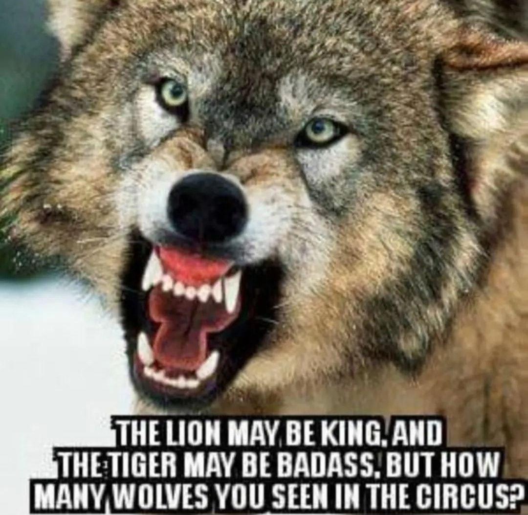 THE LION MAY BE KING AND THETIGER MAY BE BADASS BUTHOW MANY WOLVES YOU SEEN IN THE CIRCUS