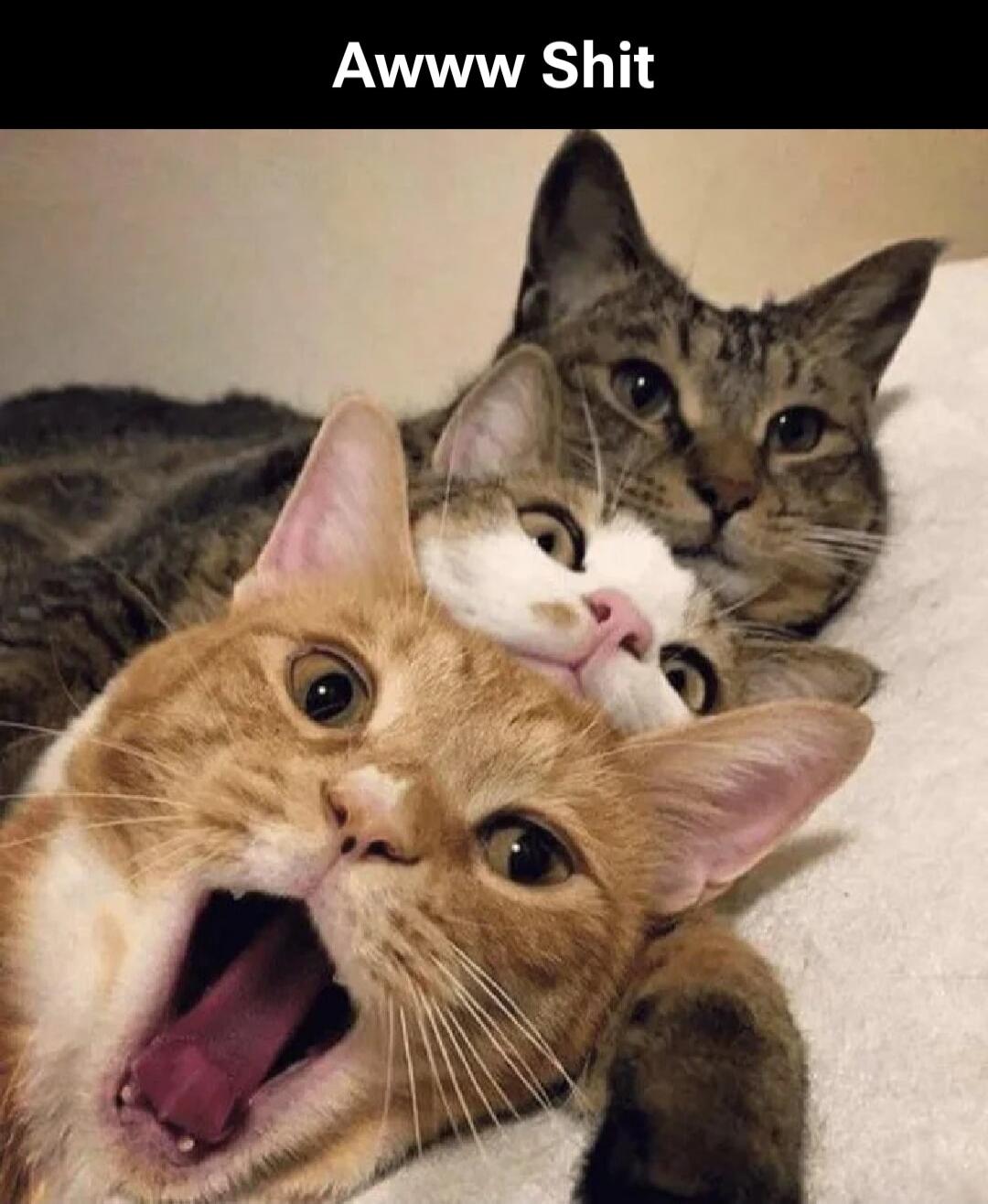 Awww Shit