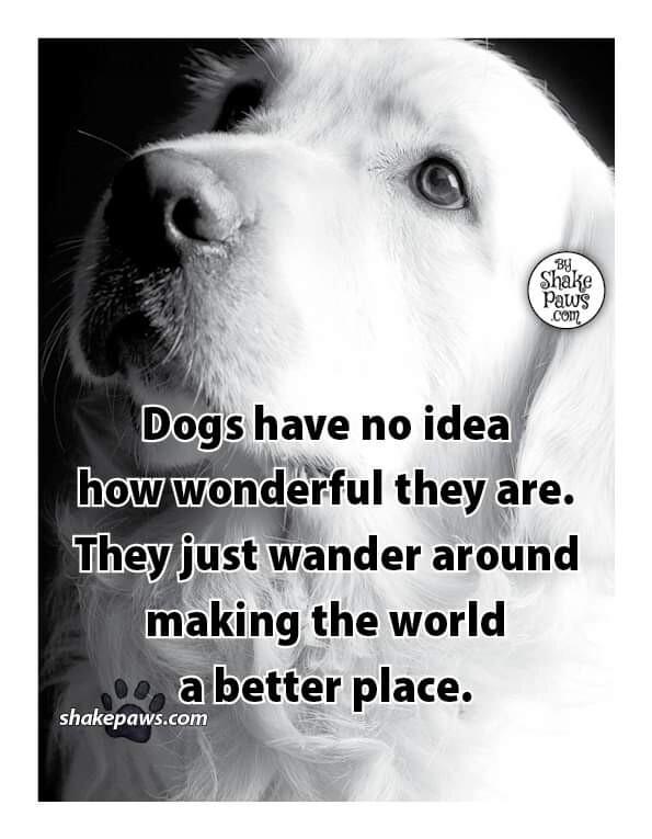 Dogs have no dea P erful they are