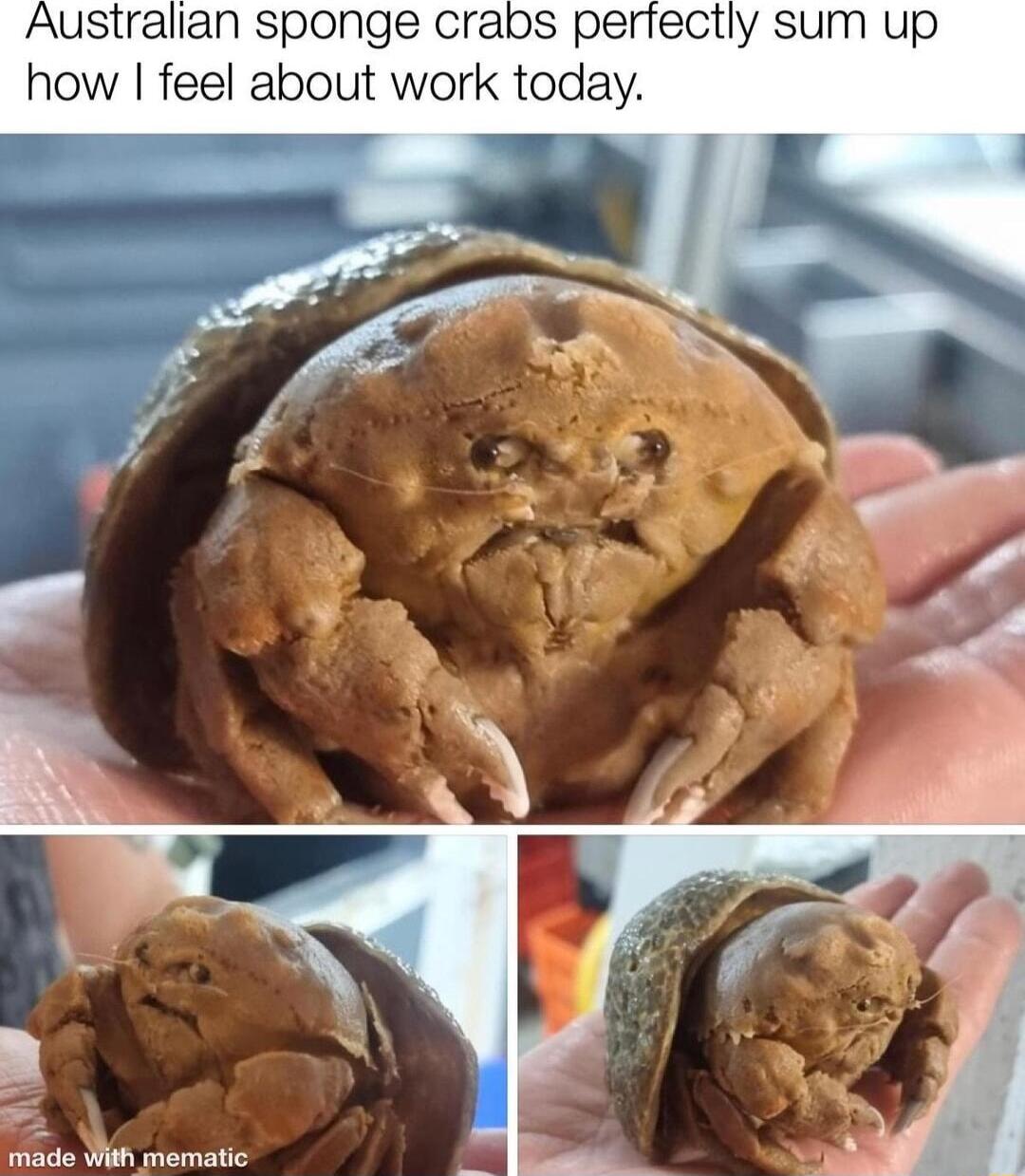 Australian sponge crabs pertectly sum up how feel about work today Wiade W mematic
