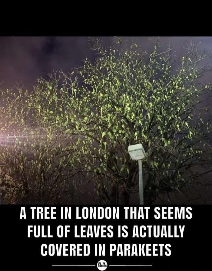 A TREE IN LONDON THAT SEEMS FULL OF LEAVES IS ACTUALLY COVERED IN PARAKEETS