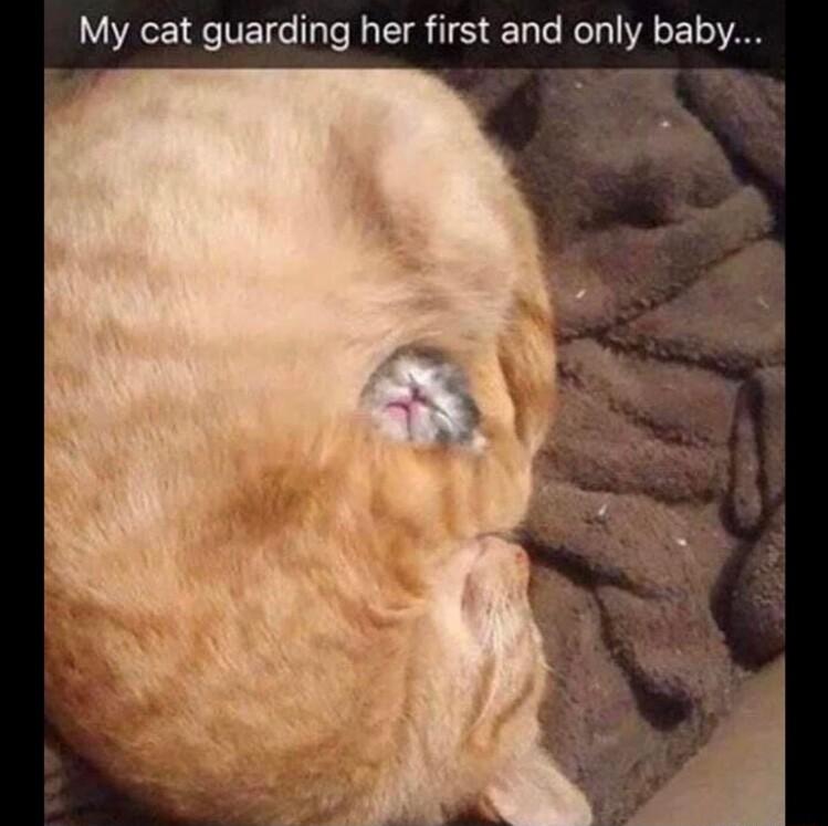 My cat guarding her first and only baby