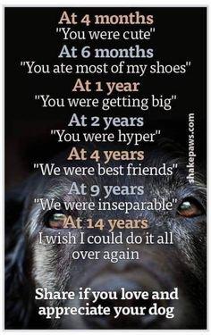 At 4 months You were cute At 6 months You ate most of my shoes At1year You were getting big At 2 years You were hyper Atgyears We were best friends At 9 years iy ere msep Nt1g Icould do it al over again youlove and te your dog