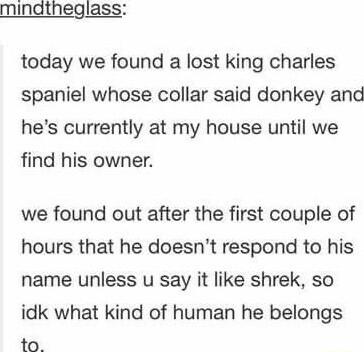 mindtheglass today we found a lost king charles spaniel whose collar said donkey and hes currently at my house until we find his owner we found out after the first couple of hours that he doesnt respond to his name unless u say it like shrek so idk what kind of human he belongs to