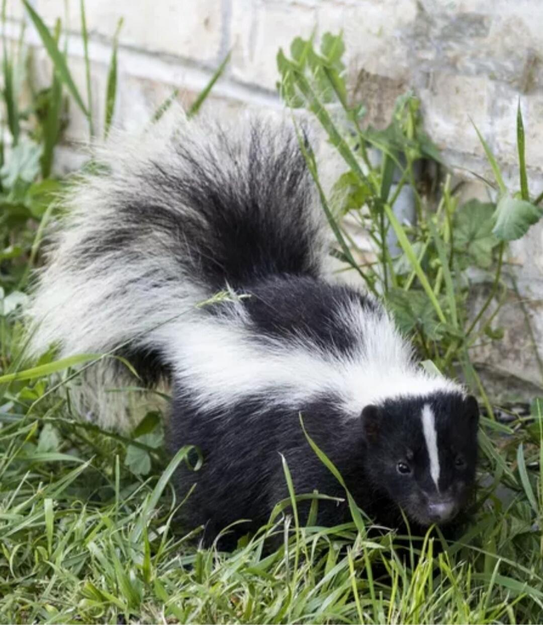 A black-and-white striped skunk in a grassy area near a stone wall.