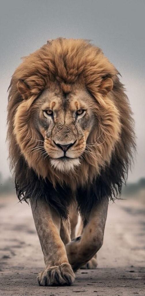 A male lion walking toward the camera on a dusty road with a large mane.