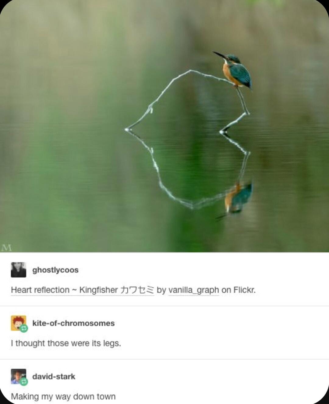 B srostiycoos Heart reflection Kingfisher 1712 by vanila_graph on Fickr P ite o chromosomes 1 thought those were ts legs BB o Making my way down town