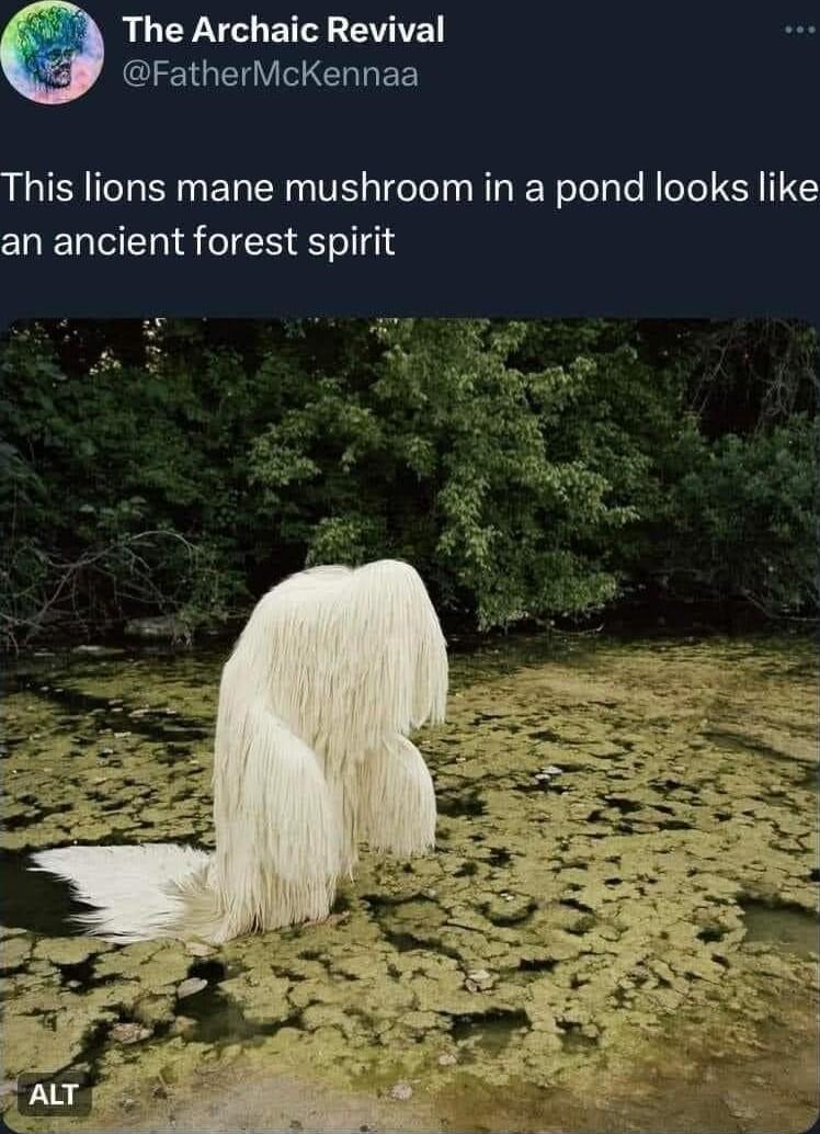 RUCY Y BT BV CEGEVCCH EE This lions mane mushroom in a pond looks like an ancient forest spirit