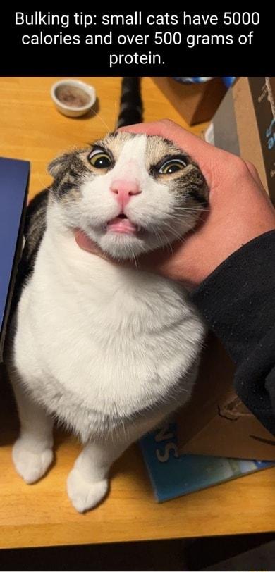Bulking tip small cats have 5000 calories and over 500 grams of protein