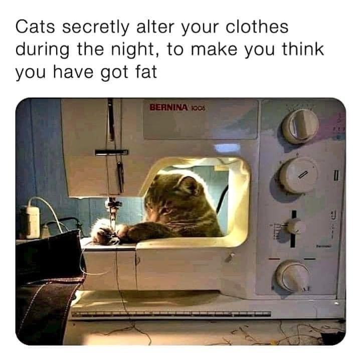 Cats secretly alter your clothes during the night to make you think you have got fat