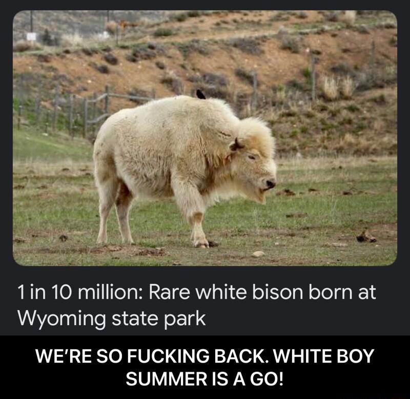 1in 10 million Rare white bison born at Wyoming state park WERE SO FUCKING BACK WHITE BOY SUMMERIS A GO