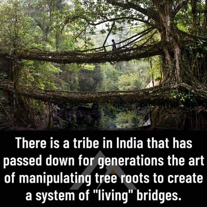 g 2 JLCICREER G ERLENGERGE S ED PEREL G VL RO T TN ER G CRE g YR EDTTTEN RN G CRGRH CEL G a system of living bridges