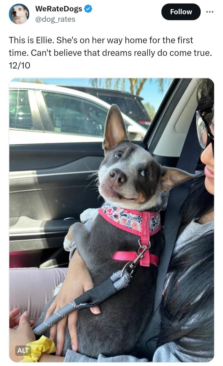 This is Ellie Shes on her way home for the first time Cant believe that dreams really do come true 1210 1 4