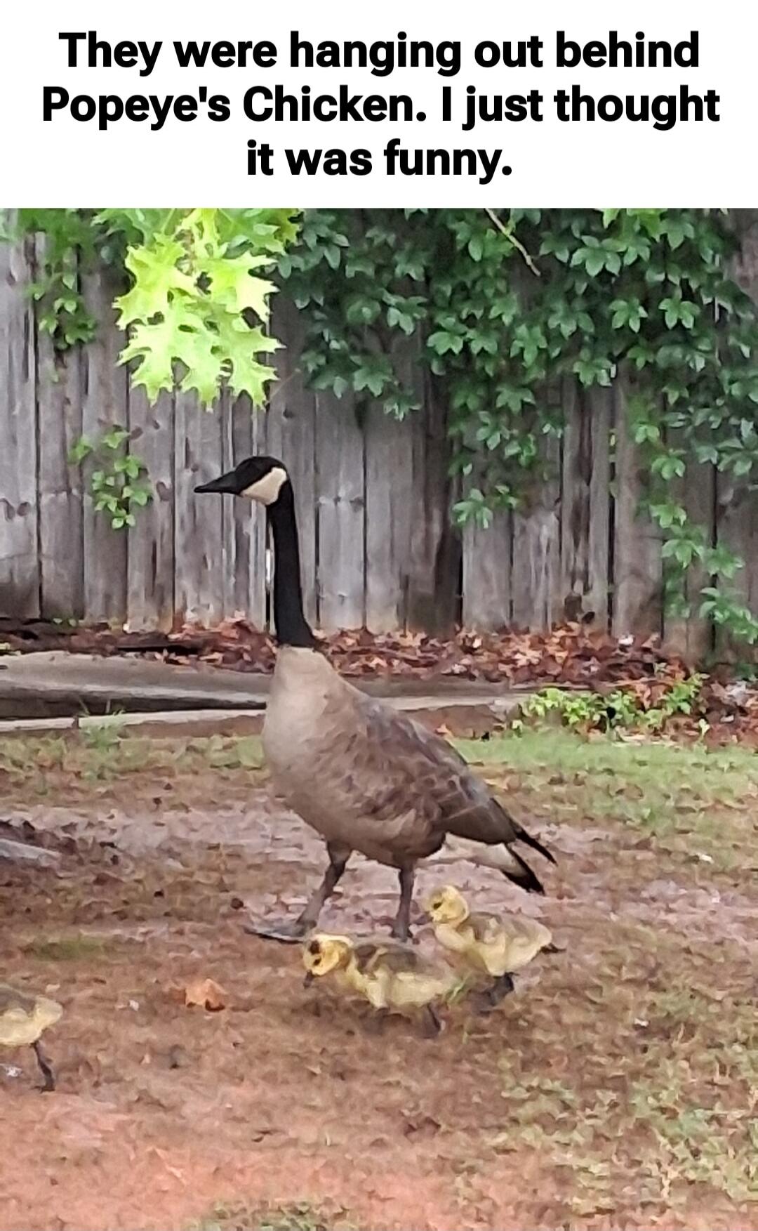 They were hanging out behind Popeye's Chicken. I just thought it was funny.