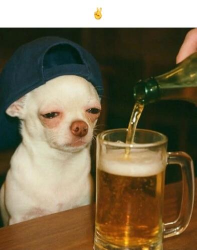 A small white dog wearing a backwards cap watches beer being poured into a glass mug.
