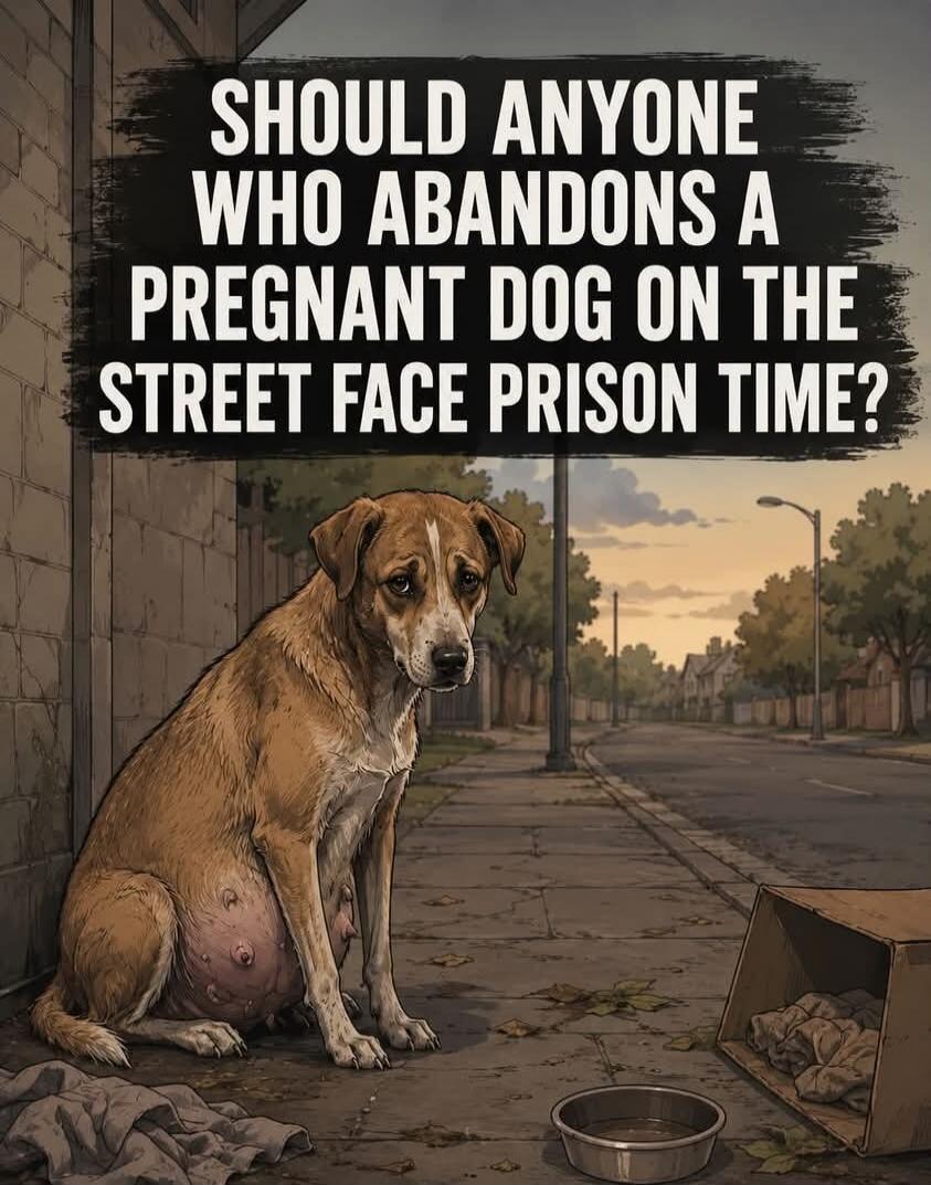 SHOULD ANYONE WHO ABANDONS A PREGNANT DOG ON THE STREET FACE PRISON TIME?
