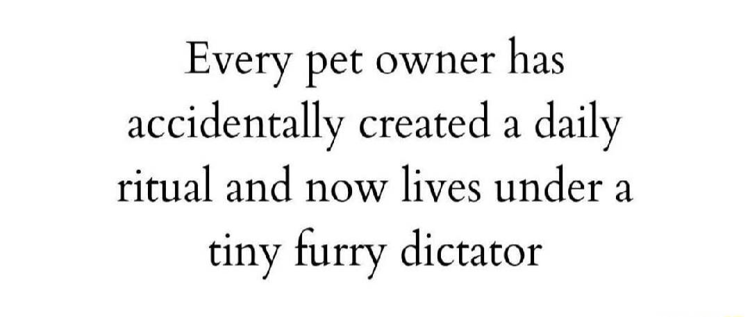 Every pet owner has accidentally created a daily ritual and now lives under a tiny furry dictator