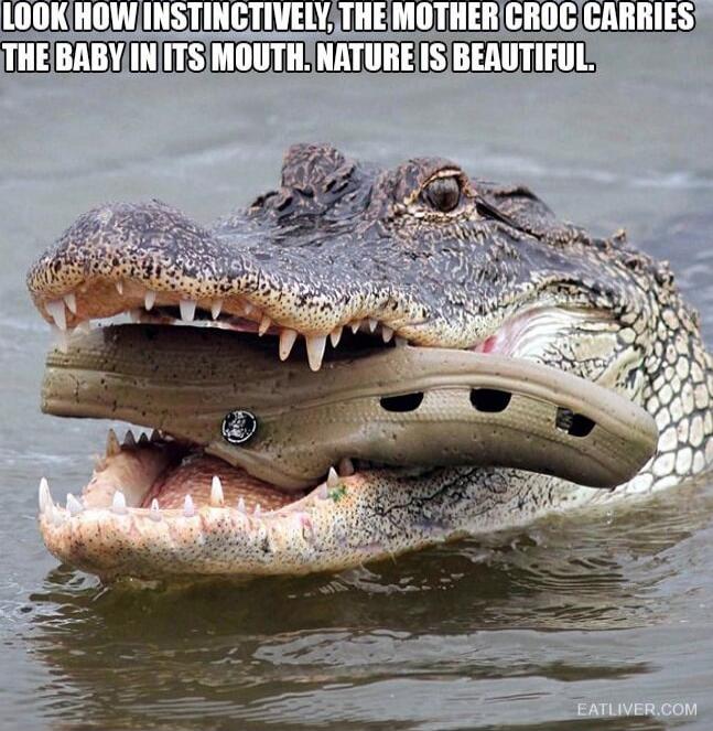 LOOK HOW INSTINCTIVELY, THE MOTHER CROC CARRIES THE BABY IN ITS MOUTH. NATURE IS BEAUTIFUL.