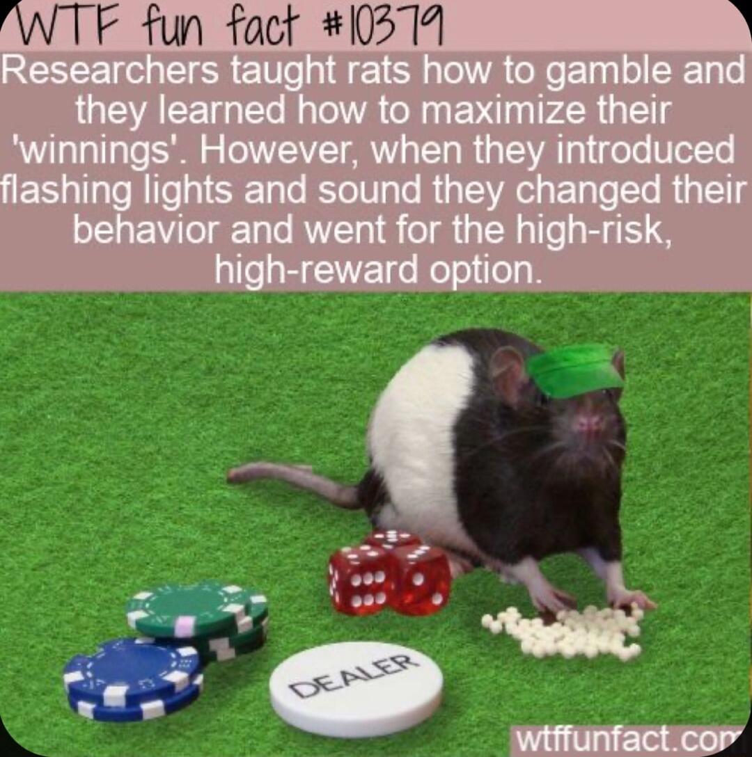 WTF fun fact 0311