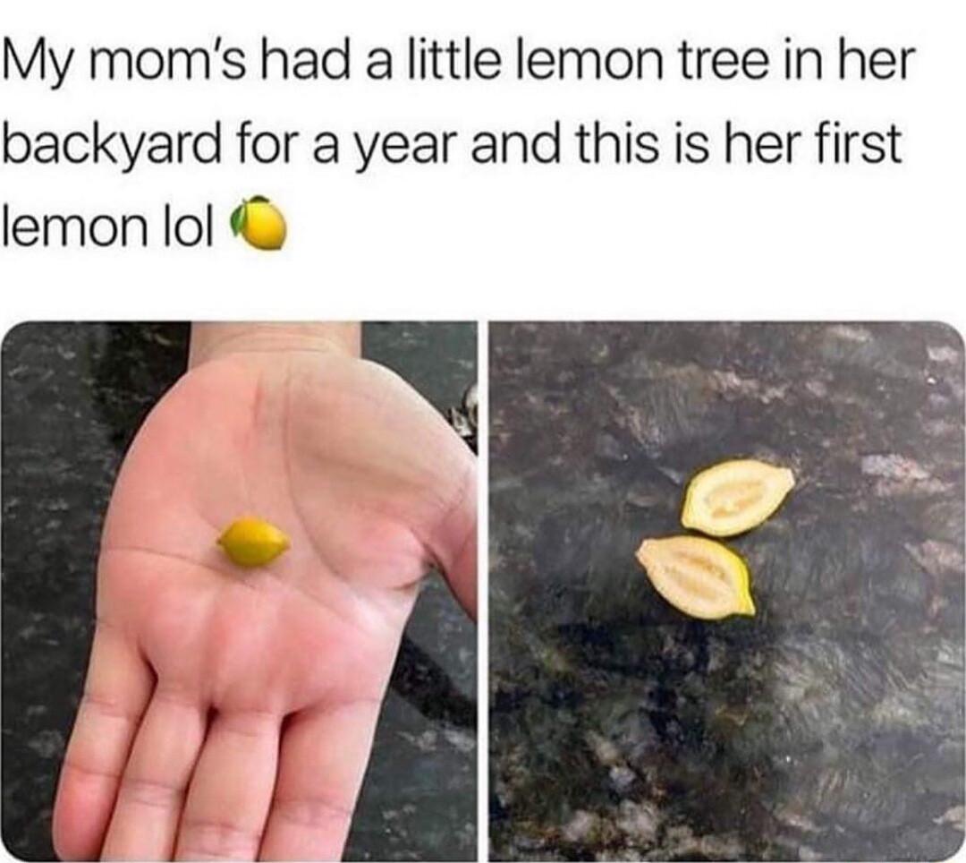 My moms had a little lemon tree in her backyard for a year and this is her first lemon lol