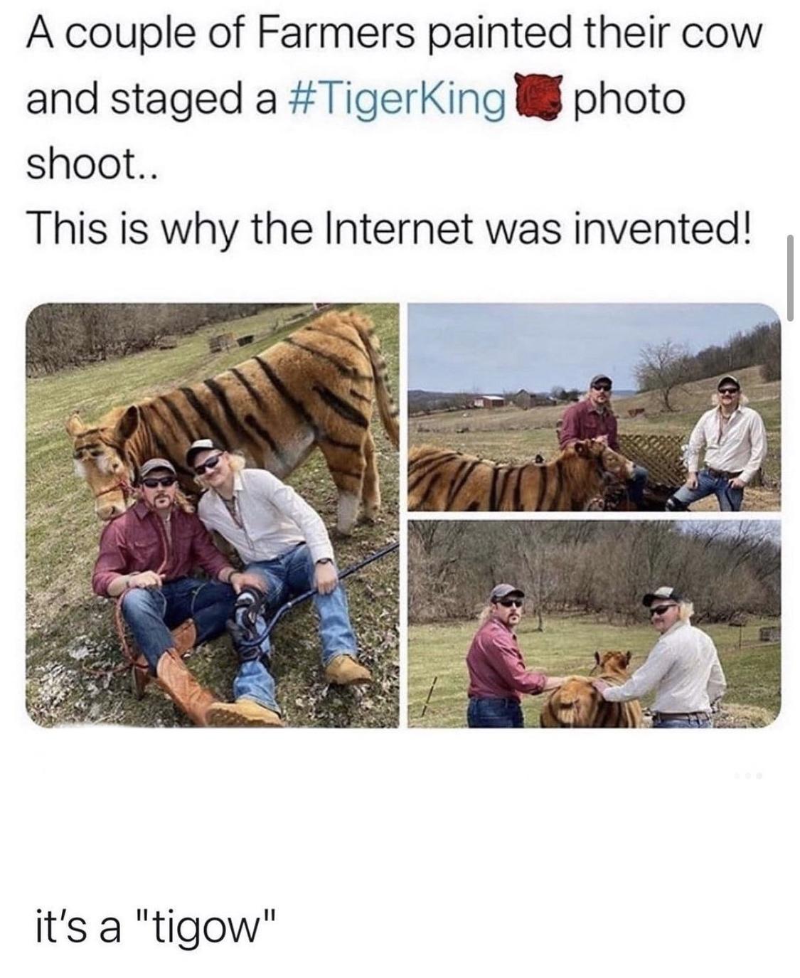 A couple of Farmers painted their cow and staged a TigerKing W photo shoot This is why the Internet was invented its a tigow