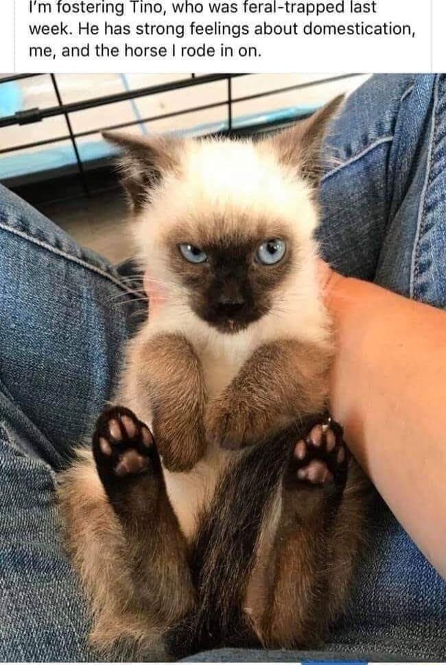 m fostering week He has strong feelings about domestication me and the horse rode in on