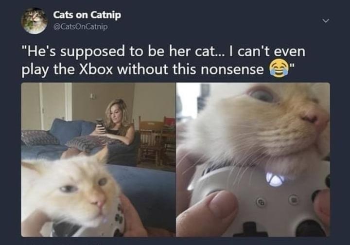 Hes supposed to be her cat cant even play the Xbox without this nonsense s