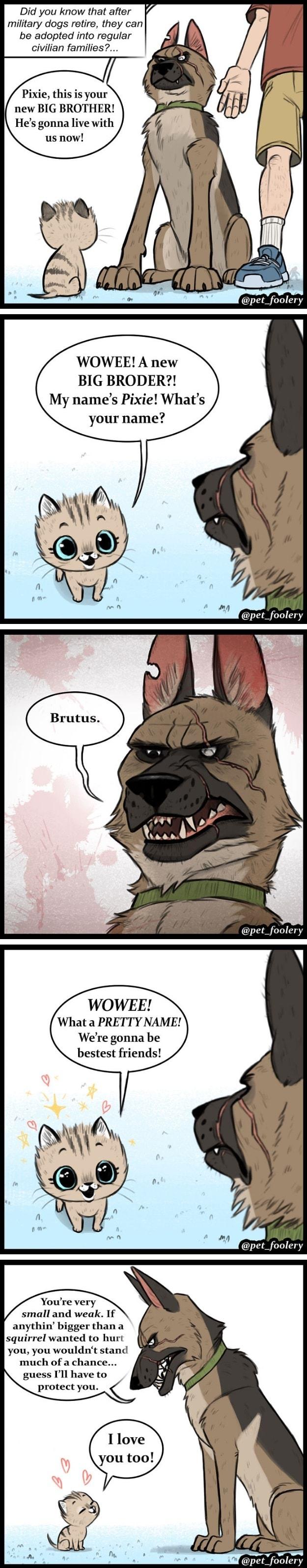 Did you know that after military dogs retire they can be adopted into regular civilian families Pixie this is your new BIG BROTHER Hes gonnalive with us now LY pet_foolery WOWEE A new BIG BRODER My names Pixie Whats your name What a PRETTY NAME Were gonna be bestest friends Youre very small and weak If anythin bigger than a squirrel wanted to hurt you you wouldnt stand much of a chance guess Ill h