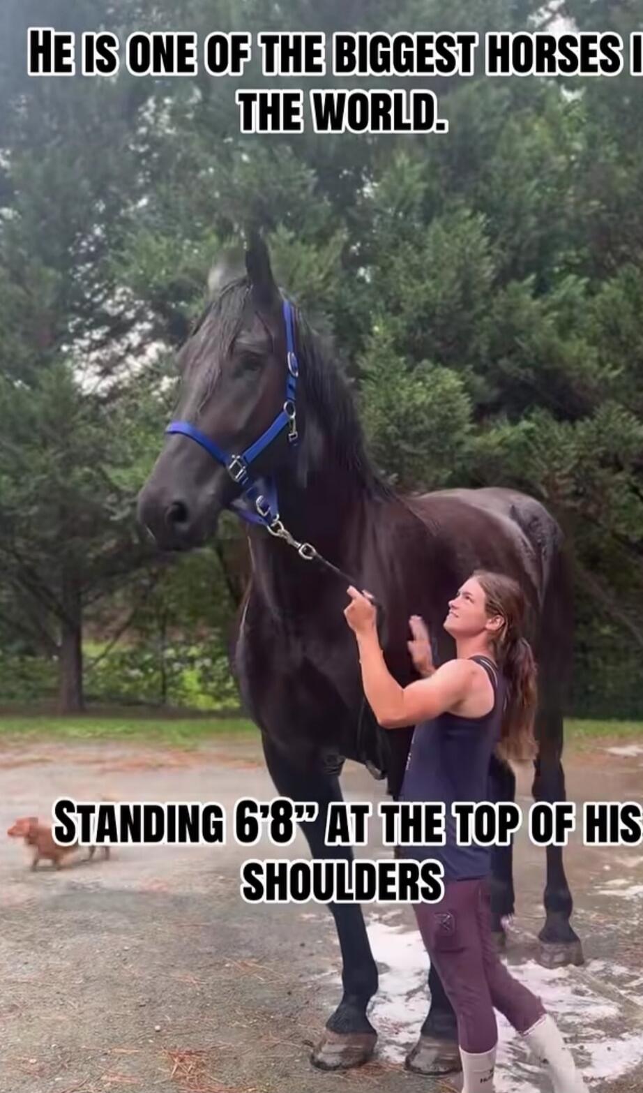 HE IS ONE OF THE BIGGEST HORSES IN THE WORLD. STANDING 6'8