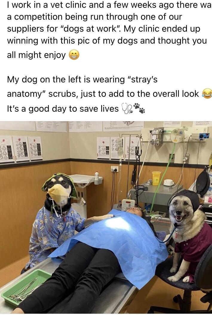 I work in a vet clinic and a few weeks ago there wa a competition being run through one of our suppliers for dogs at work My clinic ended up winning with this pic of my dogs and thought you all might enjoy My dog on the left is wearing strays anatomy scrubs just to add to the overall look 3 Its a good day to save lives ngg _