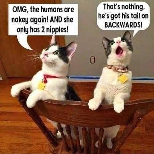 e Thats nothing hes got his tail on BACKWARDS ONG the humans are nakey again AND she only has 2 nipples