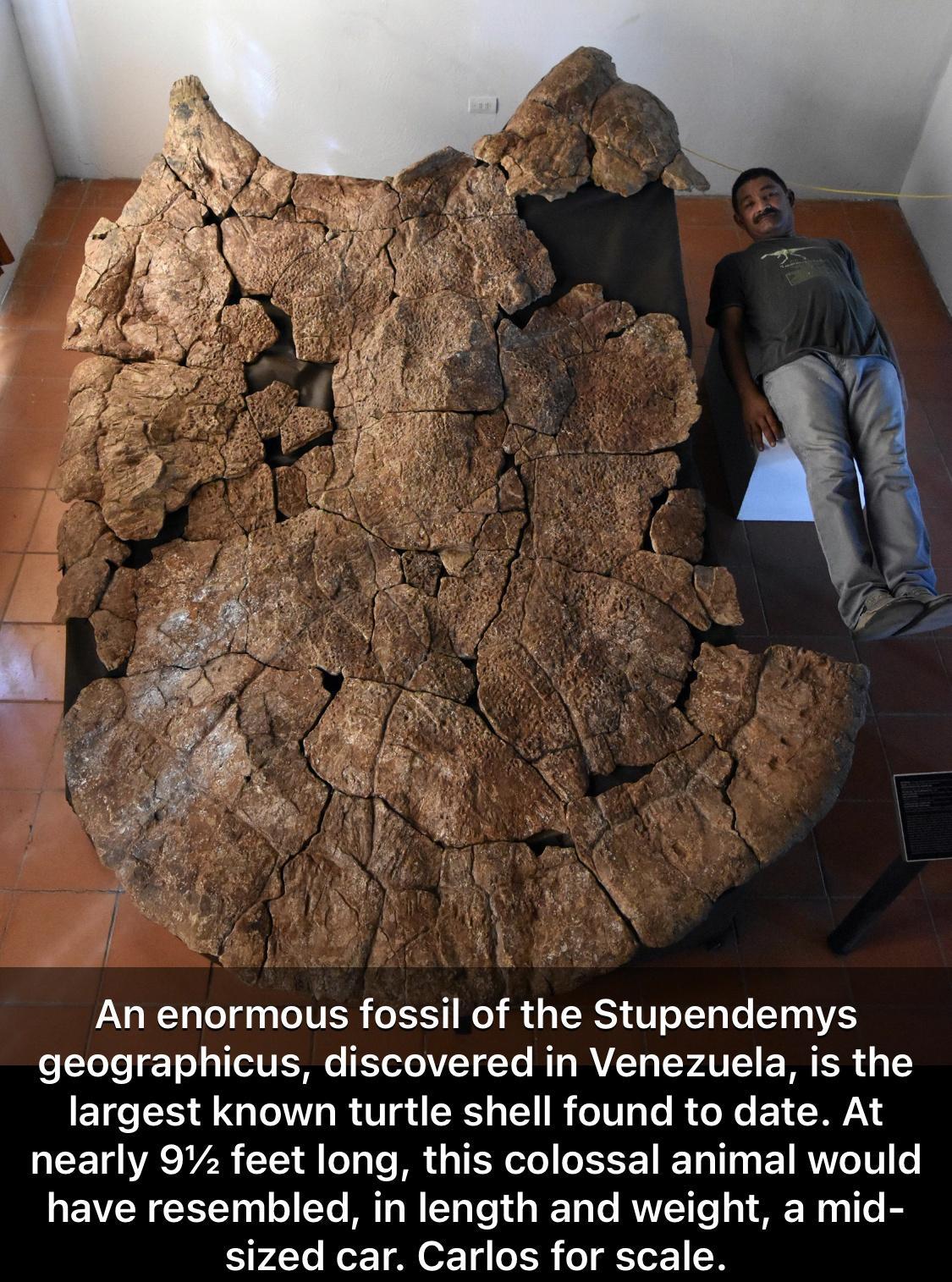 An enormous fossil of the Stupendemys geographicus discovered in Venezuela is the largest known turtle shell found to date At nearly 92 feet long this colossal animal would have resembled in length and weight a mid sized car Carlos for scale