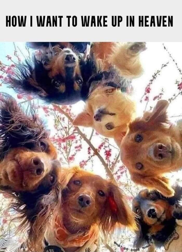 HOW I WANT TO WAKE UP IN HEAVEN WHAT DO DOGS THINK