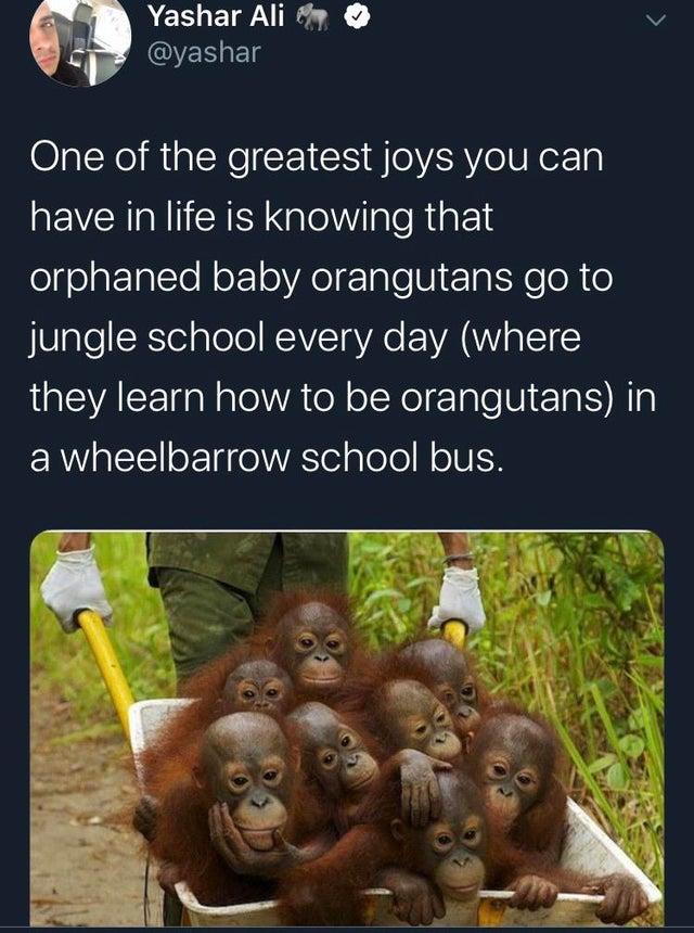 ACELEIF VLN v QYEELET One of the greatest joys you can have in life is knowing that orphaned baby orangutans go to JVlgTeRTel alele KAV sV EWA WA 1 they learn how to be orangutans in ERVEE oETg el ASTelglolo o lUIH